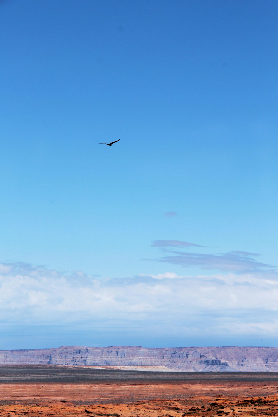 bird-flying-above-ground-during-daytime-7e9tpmpwwjs